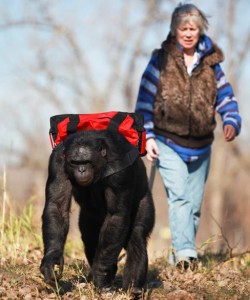 Kanzi-Chimpanzee-Telegraph-Article