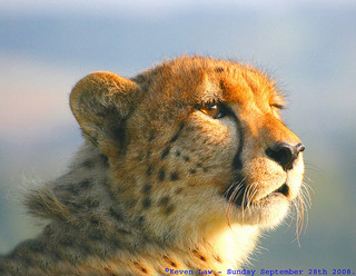 This is Liz Weston - Mummy Leopard ;) 